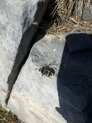 Bombus niveatus