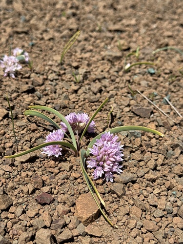 Allium siskiyouense, photograph 3