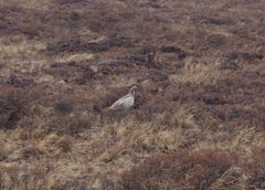 Tetraogallus tibetanus