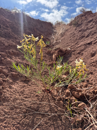 Hamilton's milkvetch (Astragalus hamiltonii)
