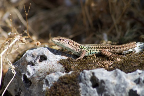 Ionian Wall Lizard, photo 4 of 10