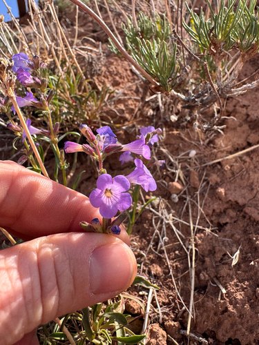 Lapoint Penstemon (Penstemon goodrichii)
