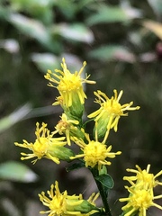 Solidago hispida huronensis