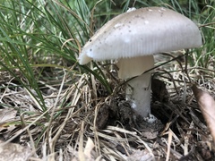 Amanita