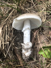 Amanita
