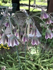Allium siculum