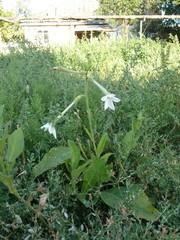 Nicotiana alata