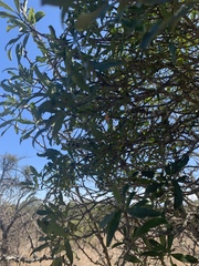 Euclea schimperi schimperi