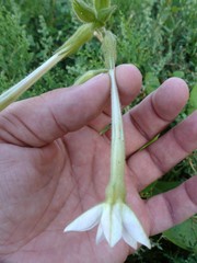 Nicotiana alata
