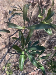 Euclea schimperi schimperi