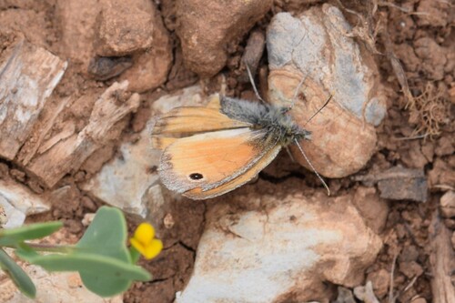 Small Heath
