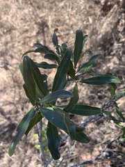 Euclea schimperi schimperi