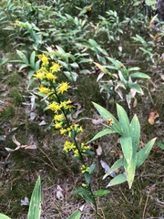 Solidago hispida huronensis