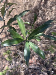 Euclea schimperi schimperi