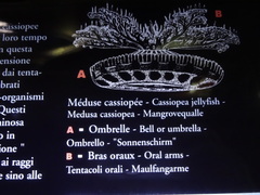 Cassiopea medusa