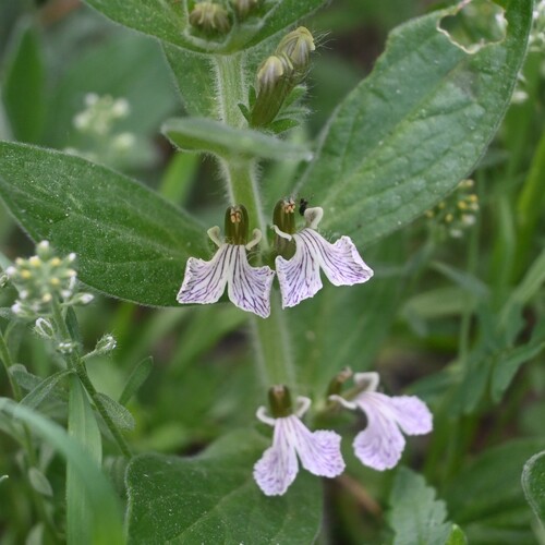 Ajuga laxmannii (Ajuga laxmannii)