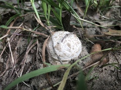 Amanita
