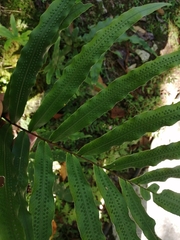 Serpocaulon triseriale