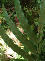 Serpocaulon triseriale