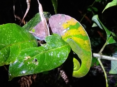 Calumma oshaughnessyi