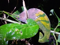 Calumma oshaughnessyi