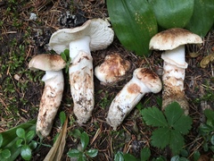 Tricholoma dulciolens