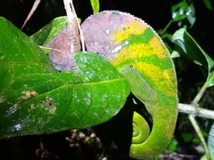 Calumma oshaughnessyi