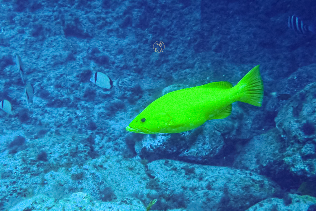 Photo of Island grouper (Mycteroperca fusca)