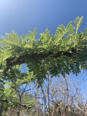Vachellia gerrardii