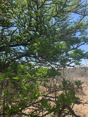 Vachellia robusta robusta