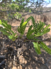 Vachellia robusta robusta