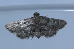 Lepidoptera