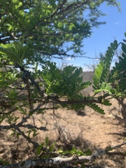 Vachellia robusta robusta