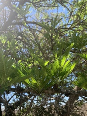 Vachellia robusta robusta