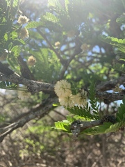 Vachellia robusta robusta