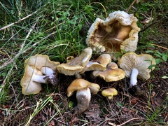 Tricholoma arvernense