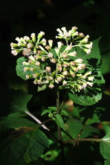 Ageratina roanensis