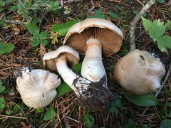 Cortinarius alboglobosus