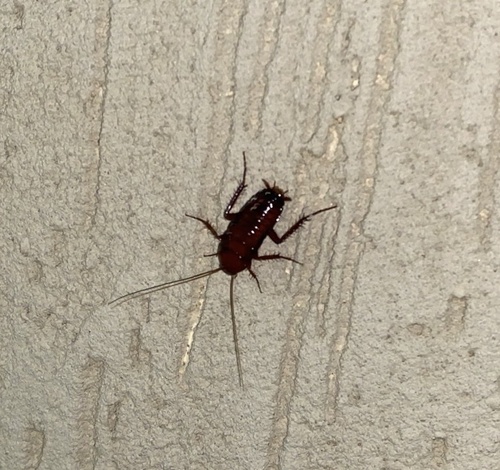 Periplaneta monochroma