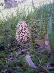 Morchella
