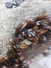 Mazzaella laminarioides