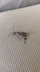Leptoglossus occidentalis
