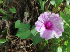 Ipomoea littoralis