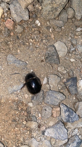 Pentodon algerinus dispar