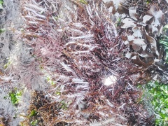 Chondracanthus chamissoi