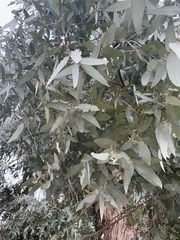 Eucalyptus cinerea