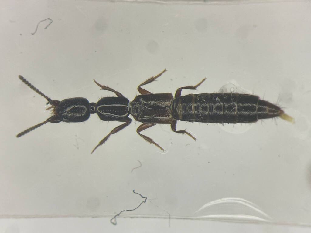 Obscure Rove Beetle