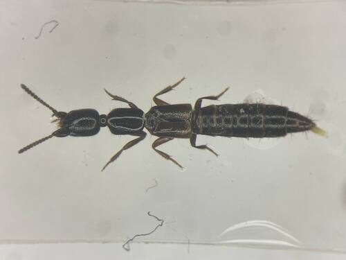 Obscure Rove Beetle