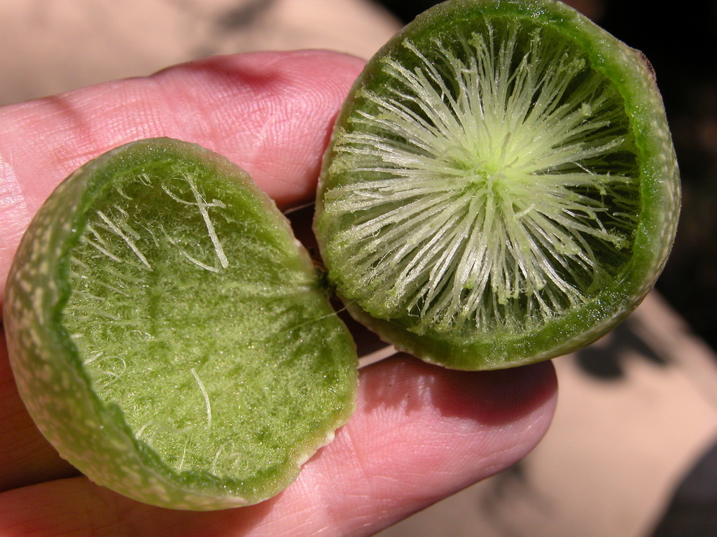 Amphibolips quercuscinerea