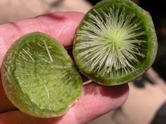 Amphibolips quercuscinerea